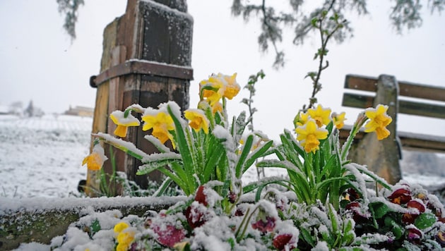 Der Schnee bleibt nicht lange liegen (Bild: Sepp Pail)