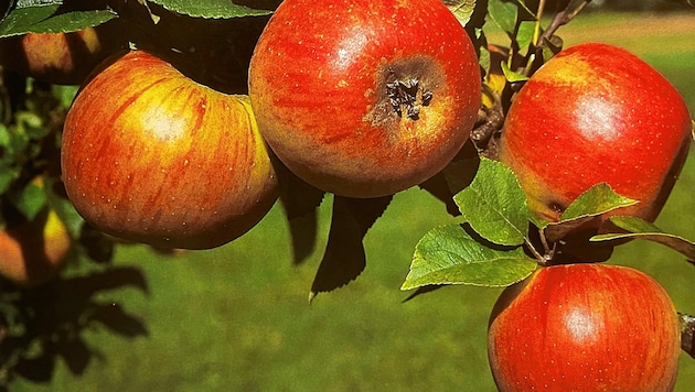 Die Obstbäumchen wurden in einer Nacht- und Nebelaktion ausgegraben (Symbolbild). (Bild: zvg)