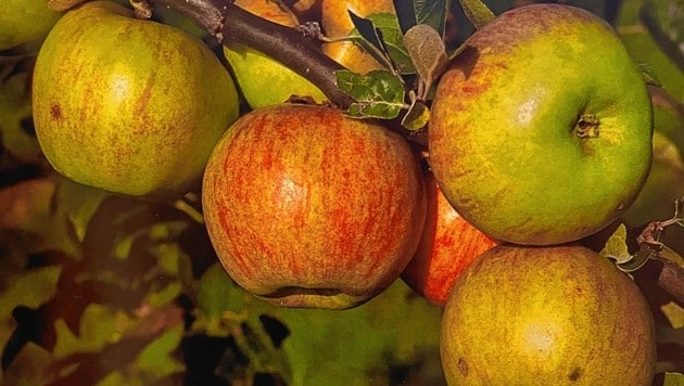Der Gravensteiner zählt zu den köstlichsten Apfelsorten. (Bild: zVG)