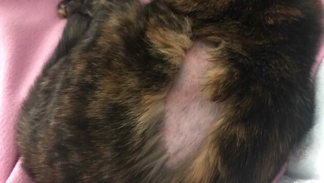 Der Täter rasierte eine kahle Stelle in das Fell der entführten Katze. (Bild: Familie B.)
