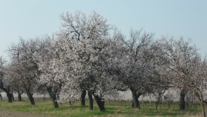 Große Marillenbäume vor dem Frost zu schützen ist fast unmöglich. (Bild: Gemeinde Kittsee)