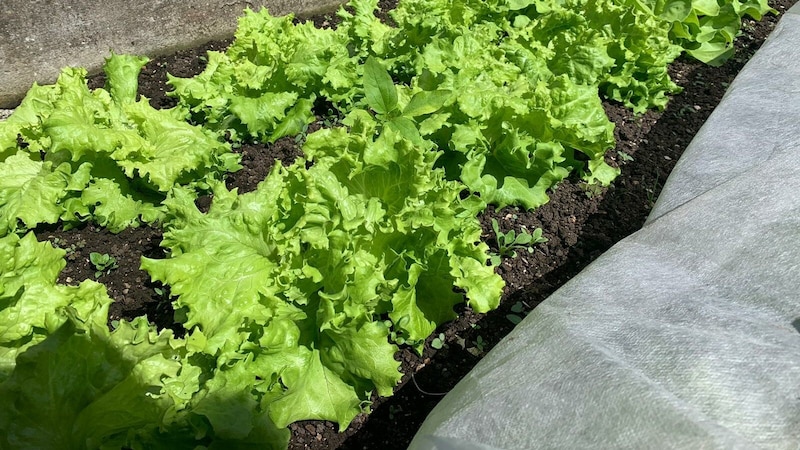 Gut geschützt gedeiht der Salat prächtig (Bild: Katrin Fister)