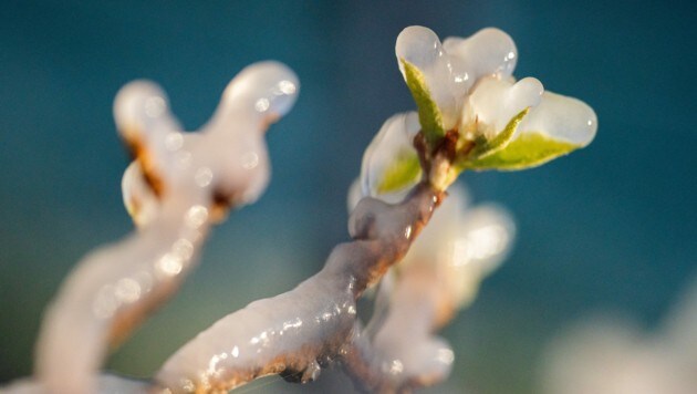 Vor allem Marillenbäume sind zu dieser Jahreszeit bei Frost gefährdet. (Bild: APA/GEORG HOCHMUTH)