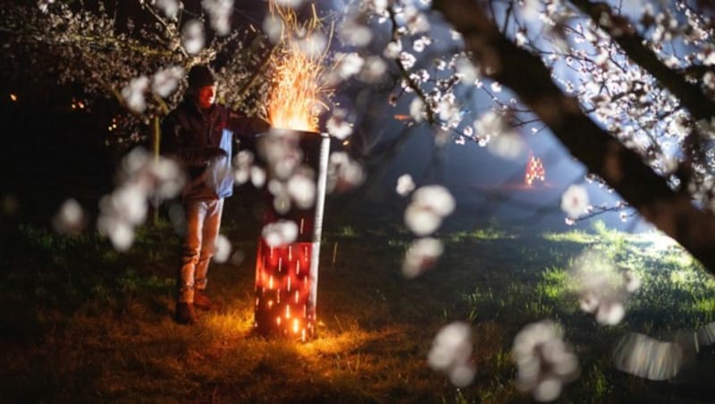 In verschiedenen Regionen Österreichs ist bislang vor allem der Obstbau vom Frost betroffen. (Bild: APA/GEORG HOCHMUTH)