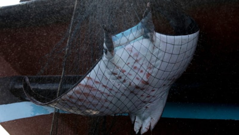 Ein Teufelsrochen wird an Bord eines Schiffes gezogen. Gefischt werden sollte eigentlich Thunfisch. (Bild: © Abbie Trayler-Smith / Greenpeace)