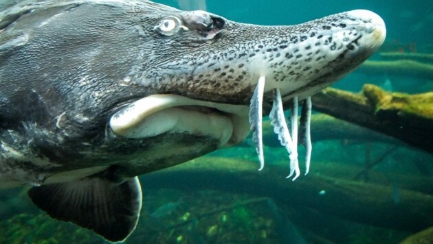 Die Donau gilt als letztes Refugium der uralten Fische, die schon die Dinosaurier überlebten. (Bild: APA/WWF/PHYLLIS RACHLER)