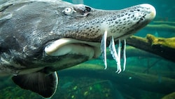 Die Donau gilt als letztes Refugium der uralten Fische, die schon die Dinosaurier überlebten. (Bild: APA/WWF/PHYLLIS RACHLER)