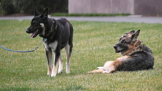 In Italien müssen Hundebesitzer und Besitzerinnen zukünftig eine Wasserflasche beim Spaziergang mitnehmen (Symbolbild). (Bild: AFP)