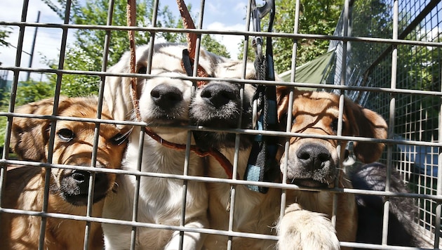 Die Vermittlung von Hunden führte zum Streit zwischen der Stadt und dem Tierschutzverein. (Bild: Tschepp Markus)