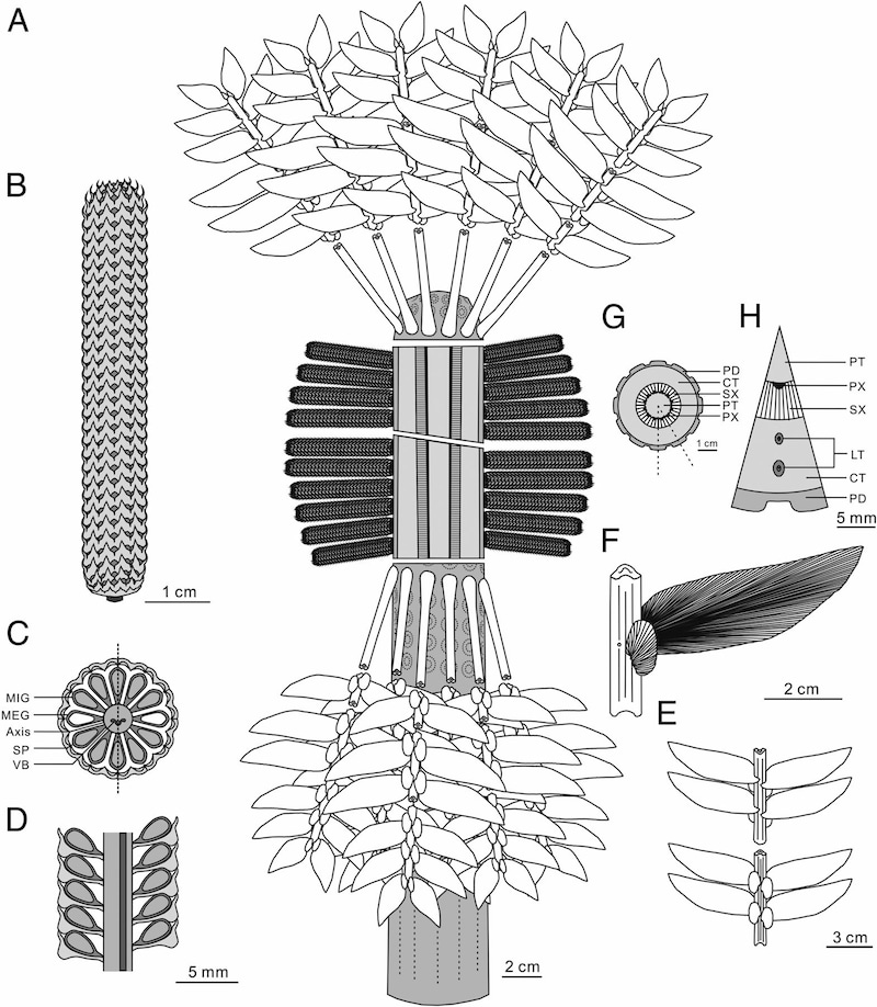 (Bild: pnas.org)