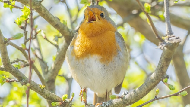 Despite its small size, the robin can really put its foot down: its song has already been measured at a volume of 100 decibels. (Bild: Leserreporter / Renate S.)