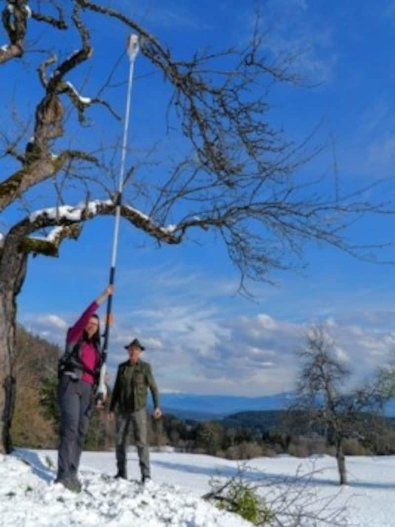 Landesrätin Schaar probierte selbst, einen Baum zu stutzen. (Bild: Wallner Hannes)