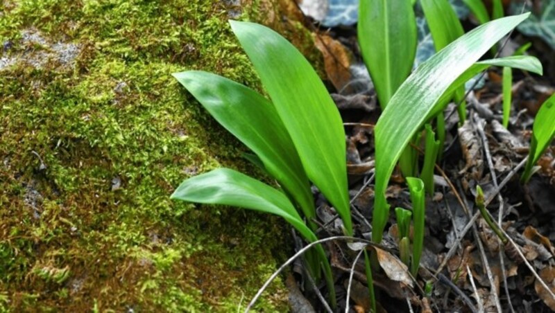 Bärlauch wächst schon im April und riecht nach Knoblauch. (Bild: ROBERT JAEGER / APA / picturedesk.com)