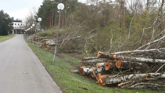 Entlang der Birkenallee zum Kurhaus wurden jetzt 50 Bäume umgeschnitten.  (Bild: Judt Reinhard)