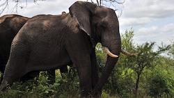 Elefanten im Kruger-Nationalpark in Südafrika (Archivild) (Bild: AFP)