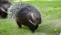 Symbolbild (Bild: Zoo Salzburg)