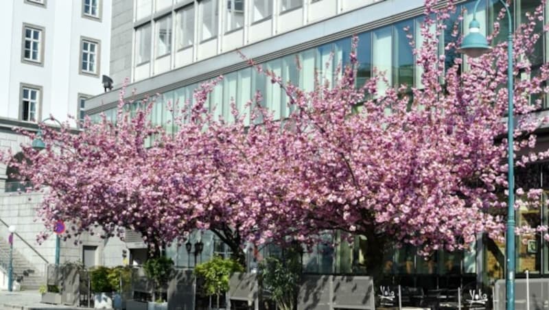 Kirschblüten machen jedes graue Grätzel bunt (Symbolbild) (Bild: Dostal Harald)