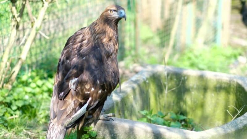 Adler ohne Flügel: Er kam aus Kufstein nach Ebelsberg (Bild: Einöder Horst)