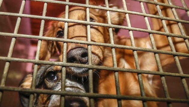 Vierbeiner als illegale Fracht: Immer wieder entdeckt die Polizei bei Kontrollen von Klein-Lkw junge Hunde in Käfigen. (Bild: Tschepp Markus)