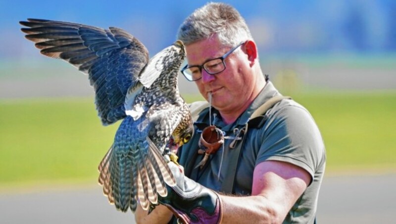 Martin Staller aus Obdach ist der Co-Falkner am Fliegerhorst Zeltweg. Sein ganzer Stolz: der sechsjährige Sakerfalke Nick. (Bild: Sepp Pail)