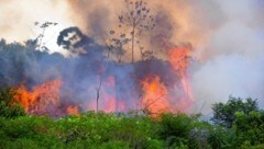 Ein Waldbrand im Amazonasgebiet (Bild: pedarilhos - stock.adobe.com)