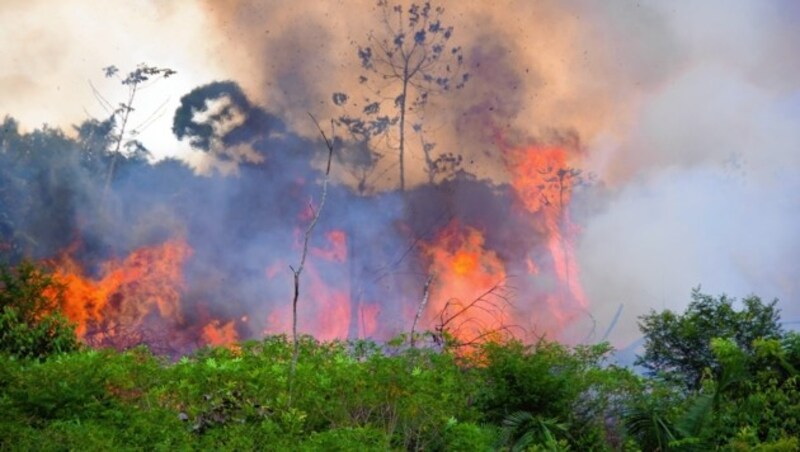 Brasiliens Präsident Bolsonaro lässt weiterhin Regenwälder niederbrennen. (Bild: pedarilhos - stock.adobe.com)