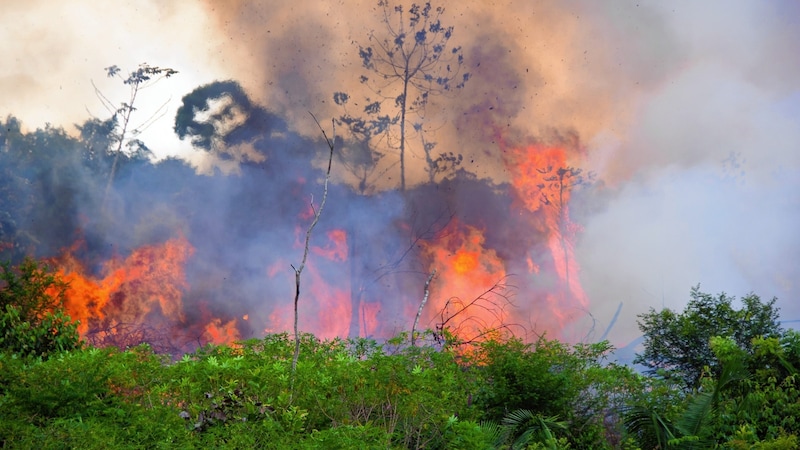 Regenwälder werden aus Profitgier niederbrannt. (Bild: pedarilhos - stock.adobe.com)