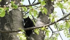 Stubentiger „Stöpsel“ saß die ganze Nacht lang auf dem Baum fest (Bild: P. Huber)