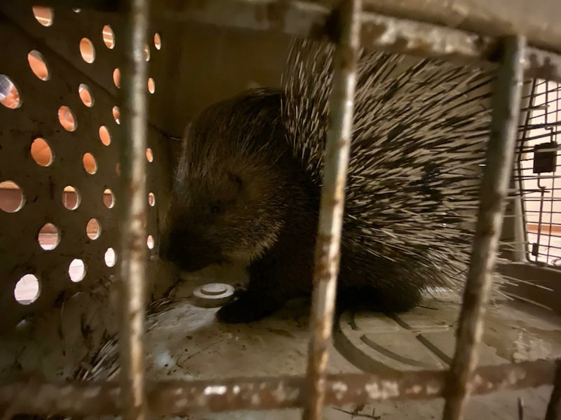 Der Freigang ist vorbei, jetzt gehts wieder zu den Artgenossen in den Tierpark nach Pamhagen! (Bild: Vila Vita)