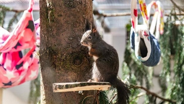 Neue Auswilderungsstation für Eichhörnchen auf Gut Aiderbichl (Bild: Gut Aiderbichl)