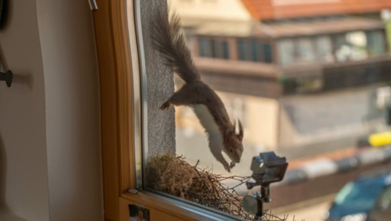 (Bild: Stadtamt Marchtrenk)