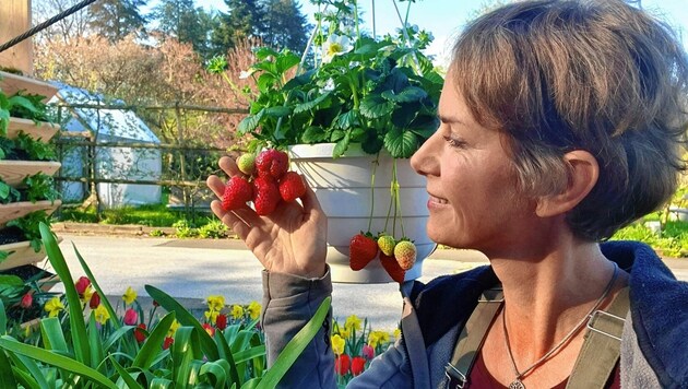 Biogärtnerin Angelika Ertl findet auf den kleinsten Flächen Platz für die Erdbeeren (Bild: Ertl)