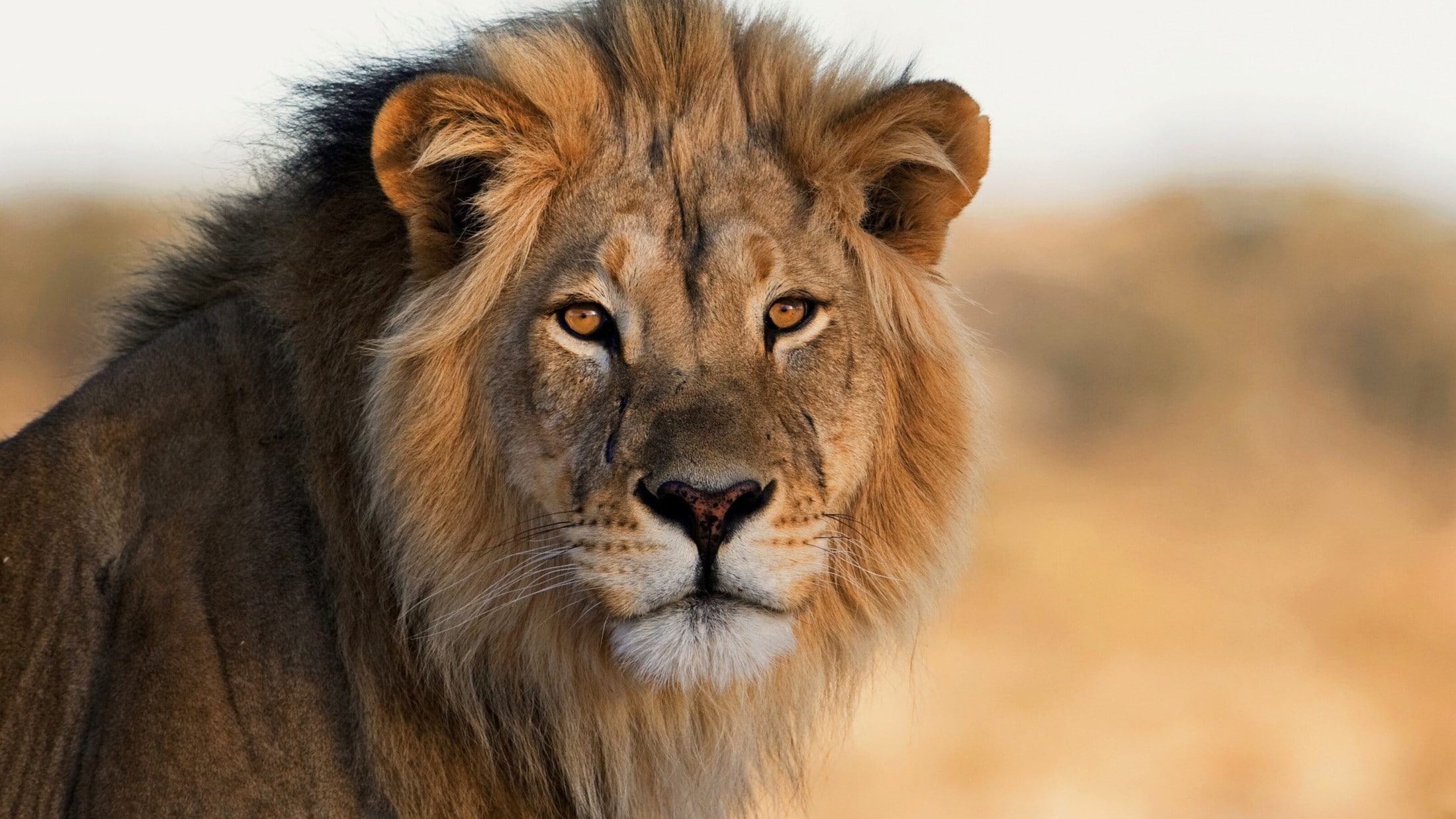 Tier eingeschläfert - Löwe griff Zoowärter während Fütterung an – tot ...
