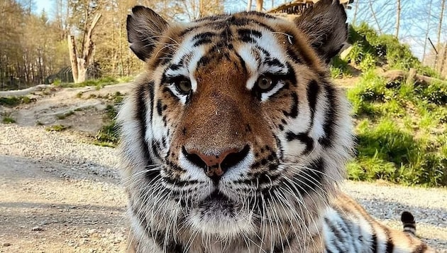 Haag: Tiger „Boris“ genießt noch einmal die Ruhe vor dem Besucheransturm. (Bild: Tierpark Stadt Haag)