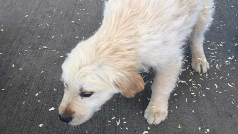 Drei Monate alte Hundewelpen der Rasse Golden Retriever. (Bild: zvg/Landespolizeidirektion Vorarlberg)