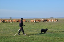 Sechs Monate dürfen die Rinder jetzt das Gras im Nationalpark abweiden (Bild: Charlotte Titz)