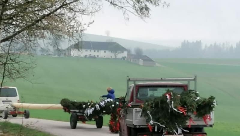 Der gestohlene Linzer Maibaum wurde nach Neufelden transportiert (Bild: ZVG)