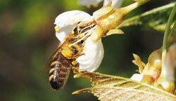 Unsere Bienen fliegen auf Blütenhecken und Waldraine. (Bild: Gabriele Moser)