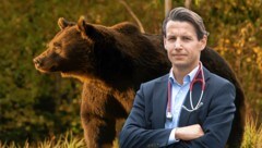 Dieser prächtige Braunbär wurde in Rumänien erschossen. Gegen den angeblichen Schützen Prinz Emanuel von und zu Liechtenstein gibt es dazu Vorwürfe. (Bild: Evelyn Hronek, Agent Green, Krone KREATIV)