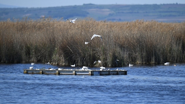 Living close to the water is a dream for many - and an expensive one. (Bild: P. Huber)