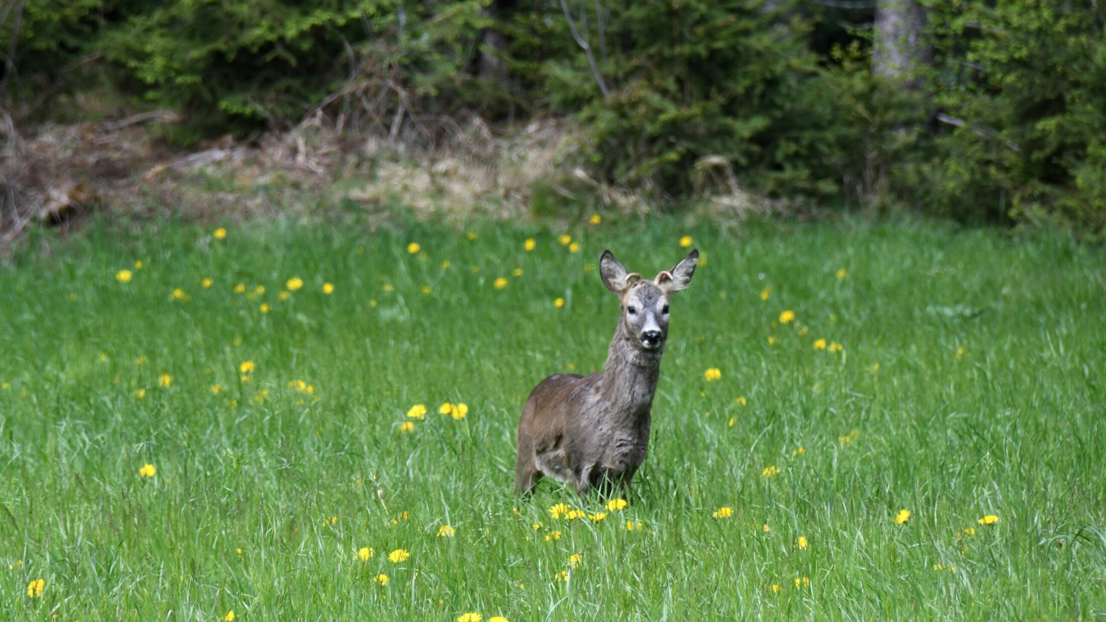 Polizei Sucht Zeugen Reh Geschossen Fahndung Nach Wilderer In Tirol Kroneat 8420