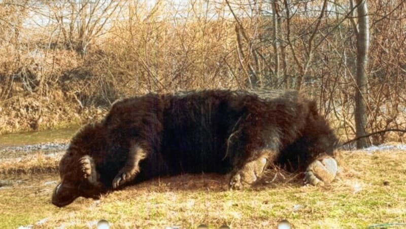 Der größte Braunbär Europas wurde im März erschossen (Bild: zVg)