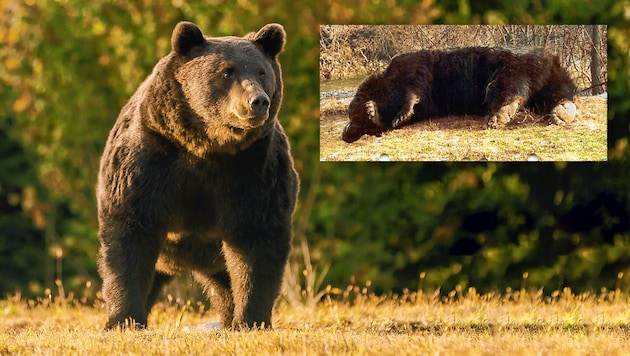 „Arthur“, einer der größten Bären Europas, soll durch die Hand des Schützen gefallen sein. (Bild: Agent Green, zVg)