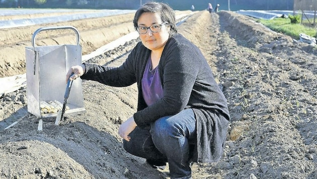 In Seltschach bei Ludmannsdorf wird nun bei Familie Weber der weiße Spargel gestochen. (Bild: Sobe Hermann)