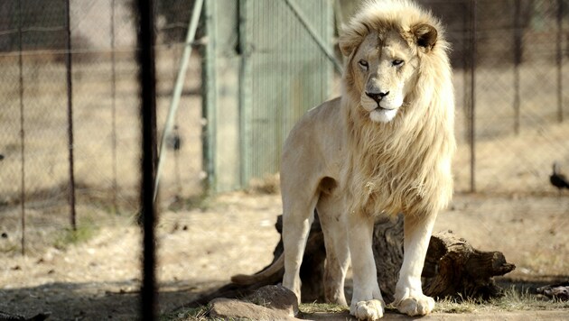 Ein Löwe im Gehege der Bona Bona Game Farm, 200 Kilometer südlich von Johannesburg. Etwa 500 Löwen werden jedes Jahr in Südafrika legal gejagt - die meisten davon wurden nur dafür gezüchtet, um durch die Kugeln der Jagdtouristen zu sterben. (Bild: AFP)