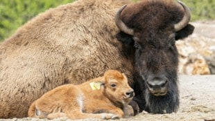 Fünf Tiere starben an der Erkrankung, jetzt musste auch das letzte verbliebene Rind eingeschläfert werden. (Bild: APA/DANIEL ZUPANC)