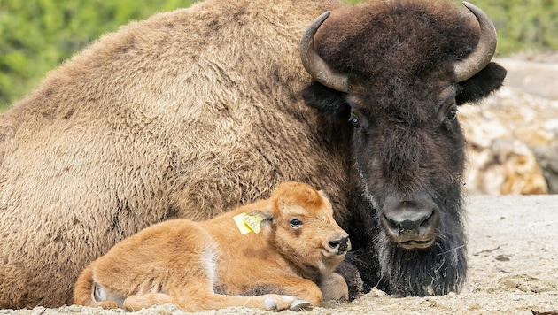 Fünf Tiere starben an der Erkrankung, jetzt musste auch das letzte verbliebene Rind eingeschläfert werden. (Bild: APA/DANIEL ZUPANC)