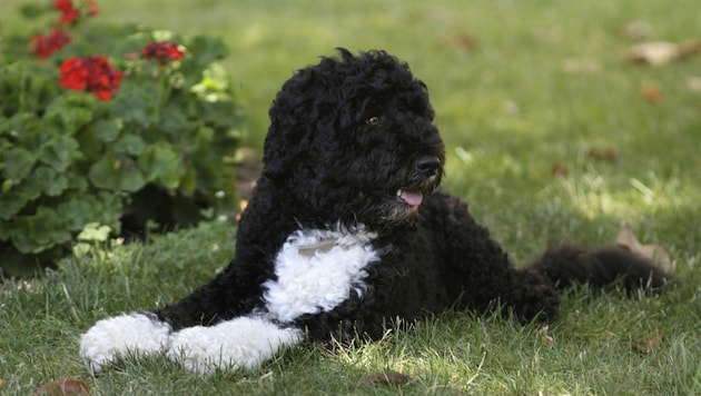 Barack Obama trauert mit seiner Familie um Hund „Bo“. (Bild: AP2011)