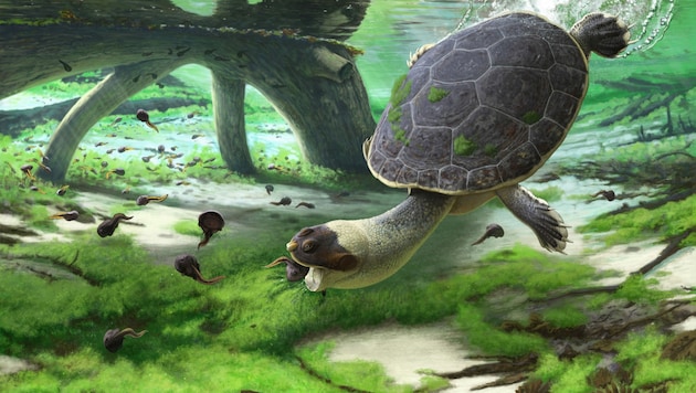 Künstlerische Illustration: So könnte die Schnellköpfige Frosch-Schildkröte ausgesehen haben. (Bild: Université de Fribourg/Andrey Atuchin)
