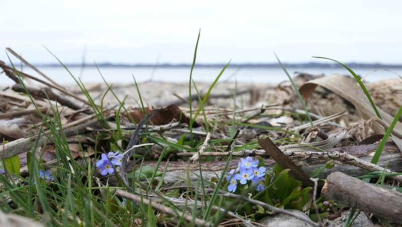 Die naturnahen Kiesufer des Bodensees aber auch die durch den Menschen geschaffenen Flächen sind auch ein wertvoller Lebensraum für bedrohte Tierarten, die hier noch einen Rückzugsraum finden. (Bild: © www.umg.at/Umweltbüro/Grabher)